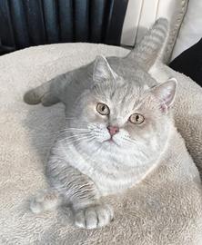 British Shortair maschio