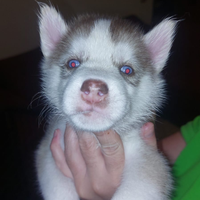 Cuccioli siberian husky