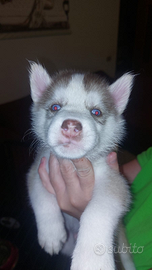 Cuccioli siberian husky