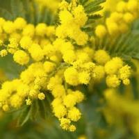 Pianta mimosa in vaso