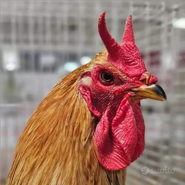 Cornuta di caltanissetta