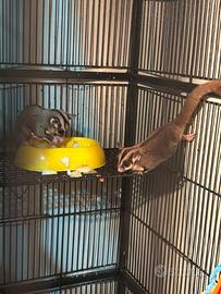 Petauri dello zucchero