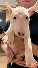 Cuccioli bull terrier bianchi