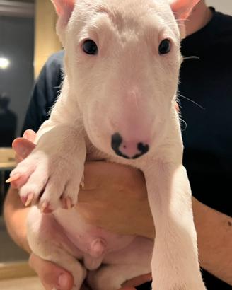 Cuccioli bull terrier bianchi