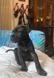 Cucciola Cane corso