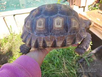 Tartaruga Sulcata