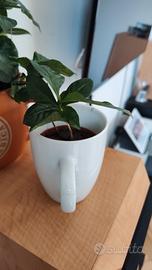 pianta di caffè 