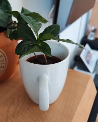 pianta di caffè 