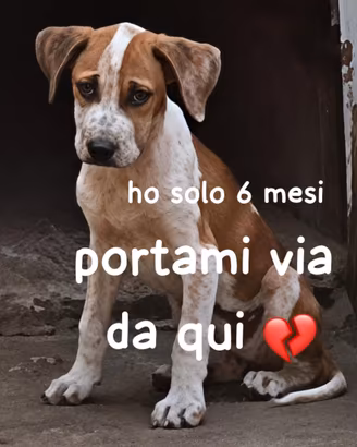 Arya cucciola pitbull 6 mesi