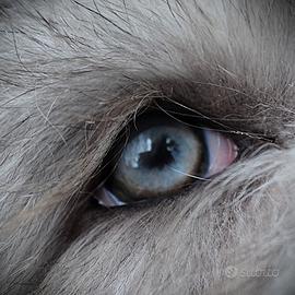 Vance - Bearded Collie blu