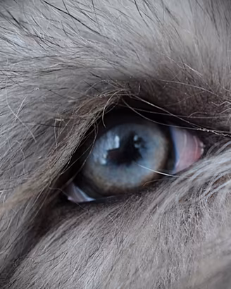 Vance - Bearded Collie blu