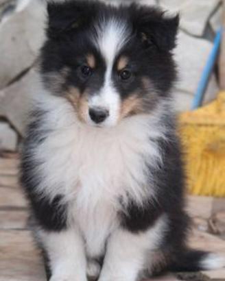 Pastore SHETLAND il PICCOLO LASSIE