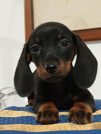 Bassotto maschio kaninchen
