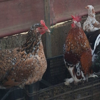 Coppia galline ornamentali. Millefiori