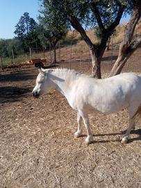 Cavalle e pony adatte per bambini