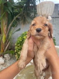 Cuccioli di cocker spaniel con Pedigree Enci