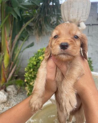 Cuccioli di cocker spaniel con Pedigree Enci