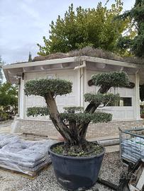 Pianta olivo bonsai eta 80 anni altezza 200 cm