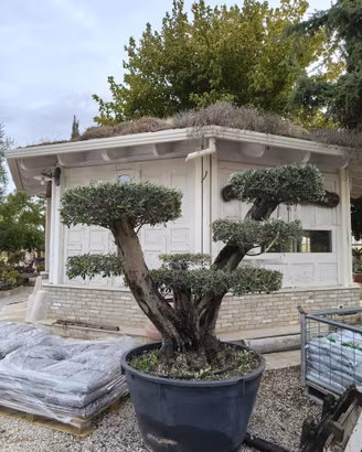 Pianta olivo bonsai eta 80 anni altezza 200 cm