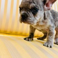 Bulldog francese exotic merlé