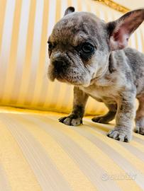 Bulldog francese exotic merlé