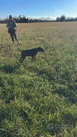 Bracco tedesco kurzhaar