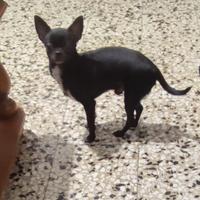 CAA chihuahua mini toy con pedigree