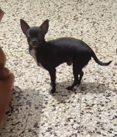 CAA chihuahua mini toy con pedigree