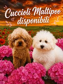 Cuccioli Maltipoo