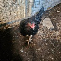 Galline ovaiole con gallo