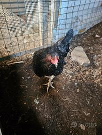 Galline ovaiole con gallo