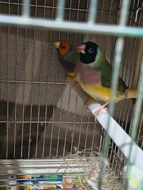Diamanti di guold