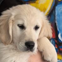 Golden retriever maschio