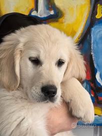 Golden retriever maschio