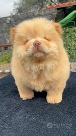 Chow chow