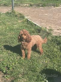 Barboncino nano con Pedigree per monte