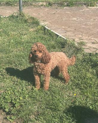 Barboncino nano con Pedigree per monte