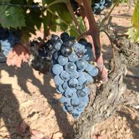   uve carignano doc del sulcis