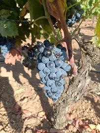   uve carignano doc del sulcis