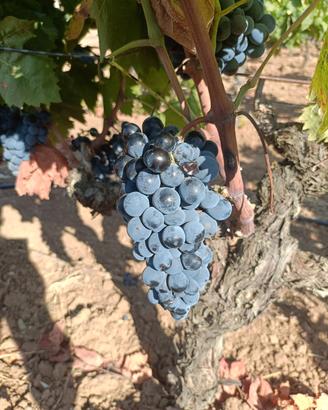  uve carignano doc del sulcis