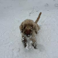 Lagotto romagnolo