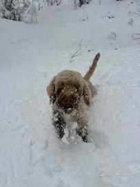 Lagotto romagnolo
