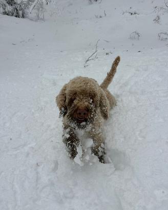 Lagotto romagnolo