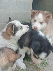 Cuccioli di Siberian husky