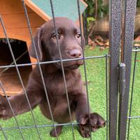 Cucciolo Labrador retriver chocolate