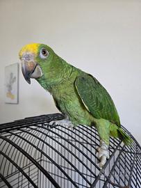 Amazzone fronte gialla