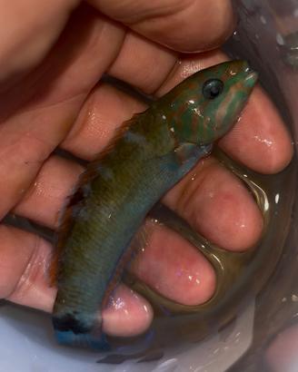 Pesce marino thalassoma