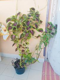 PIANTE VARIE 