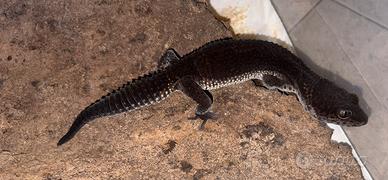 Geco Leopardino black night