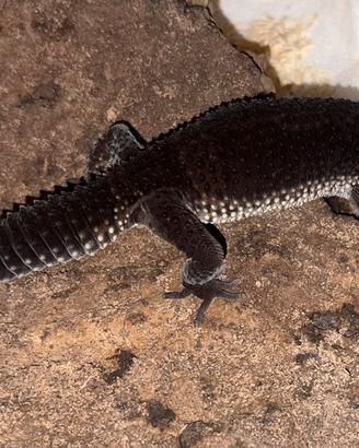 Geco Leopardino black night